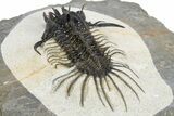 Spiny Quadrops Trilobite - Ofaten, Morocco #311504-4
